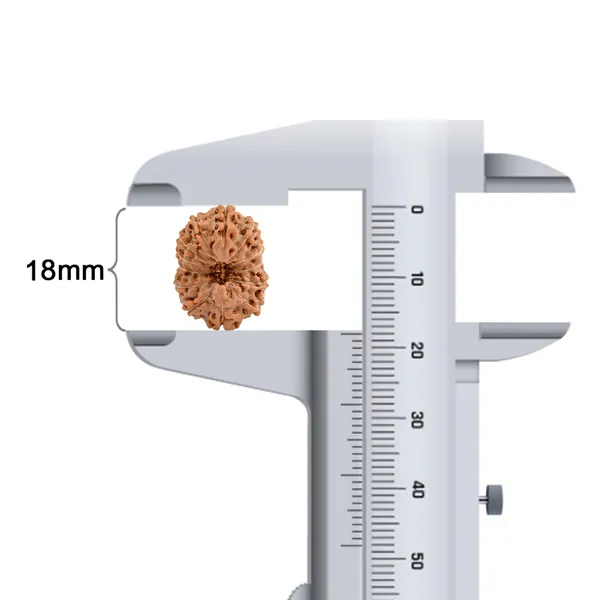 Techpandit_13_Mukhi_Rudraksha_Bead_Java_Indonesia