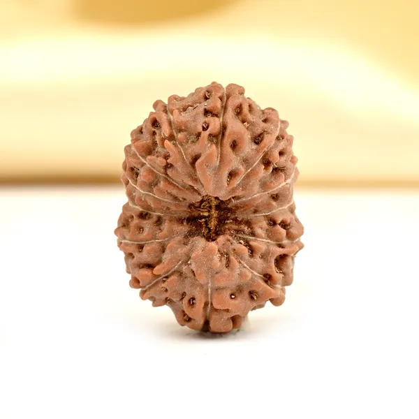 Techpandit_13_Mukhi_Rudraksha_Bead_Java_Indonesia