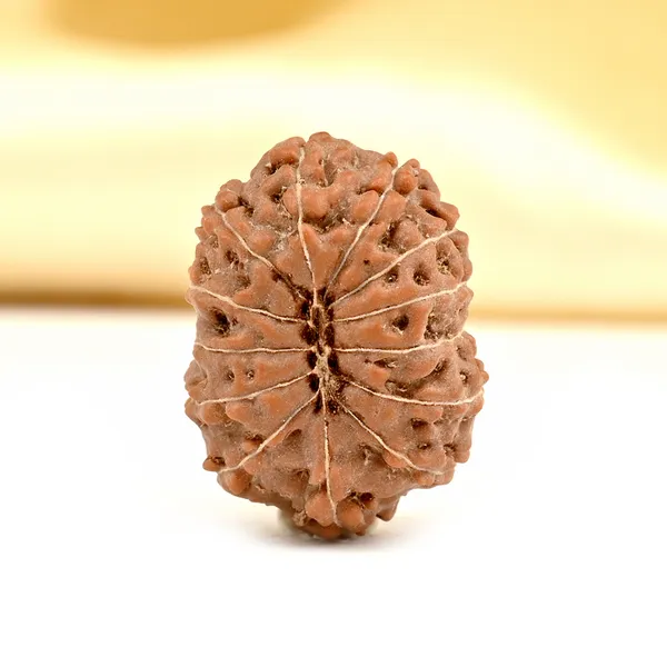 Techpandit_13_Mukhi_Rudraksha_Bead_Java_Indonesia