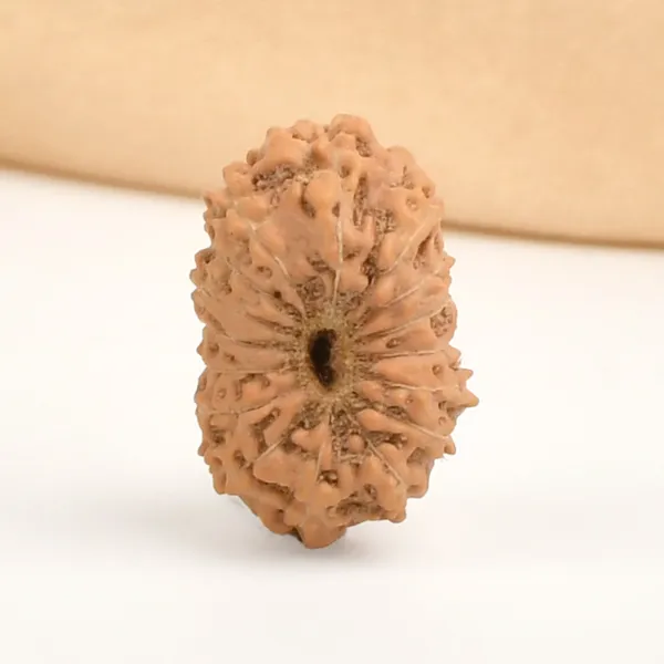 16_Mukhi_Rudraksha_Bead_Indonesia