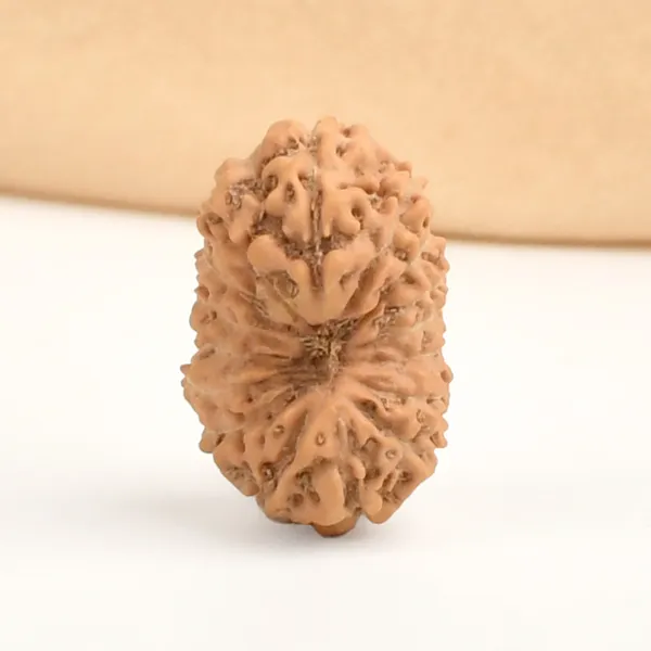16_Mukhi_Rudraksha_Bead_Indonesia