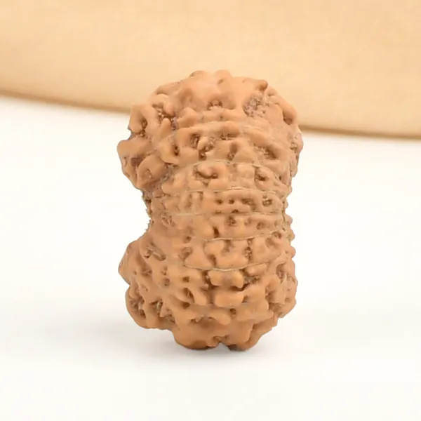 16_Mukhi_Rudraksha_Bead_Indonesia