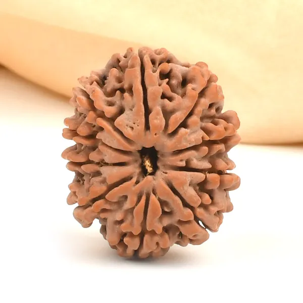 10_Mukhi_From_Nepal_Ccxci
