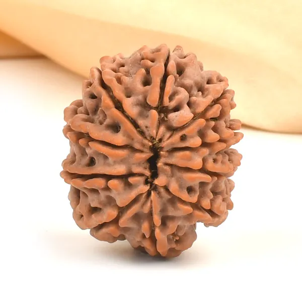 10_Mukhi_From_Nepal_Ccxci