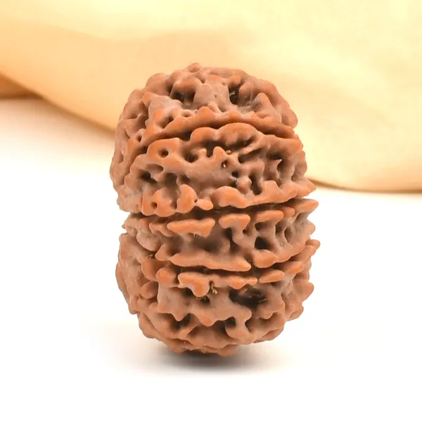 10_Mukhi_From_Nepal_Ccxci