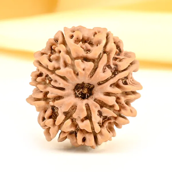 10_Mukhi_From_Nepal_Small_Cdii