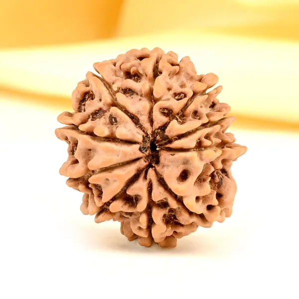 10_Mukhi_From_Nepal_Small_Cdii