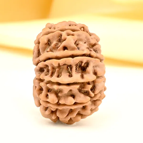 10_Mukhi_From_Nepal_Small_Cdii