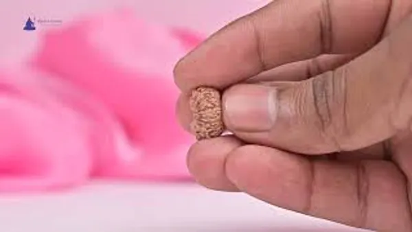 19_Mukhi_From_Java_Indonesia_Cxxix