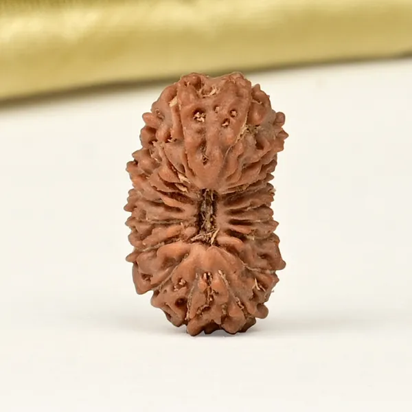 19_Mukhi_From_Java_Indonesia_Small_Clxvii