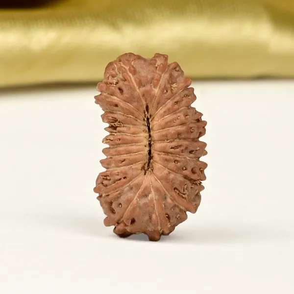 19_Mukhi_From_Java_Indonesia_Small_Clxvii