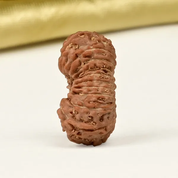 19_Mukhi_From_Java_Indonesia_Small_Clxvii