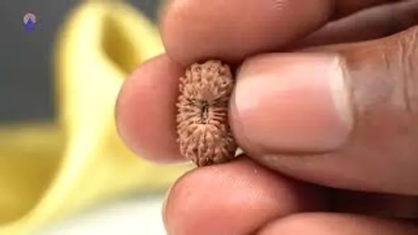 19_Mukhi_From_Java_Indonesia_Small_Clxvii