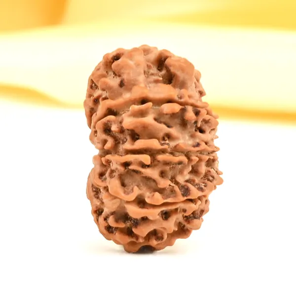 10_Mukhi_From_Nepal_Small_Cdxv