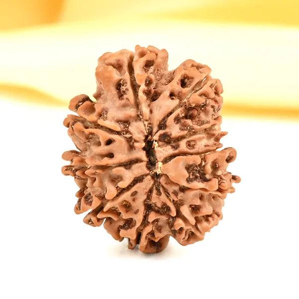 10_Mukhi_From_Nepal_Small_Cdxv