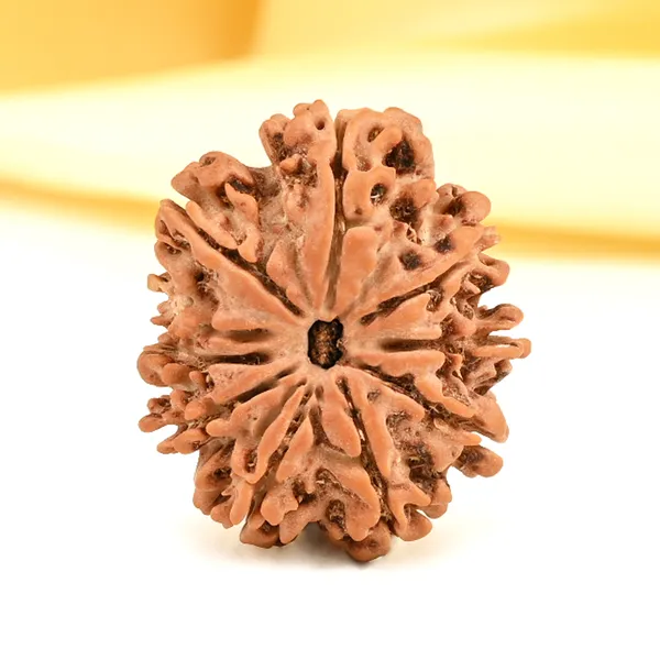 10_Mukhi_From_Nepal_Small_Cdxv