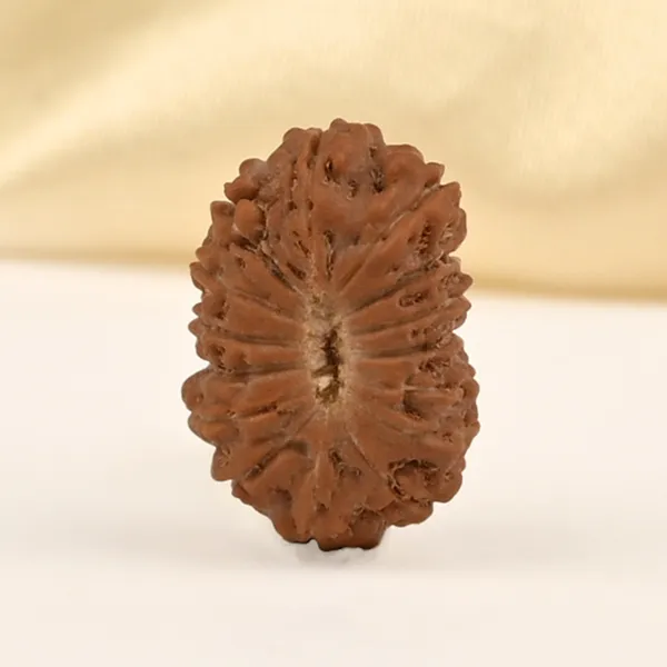 15_Mukhi_From_Java_Indonesia_Small_Cclxxxi