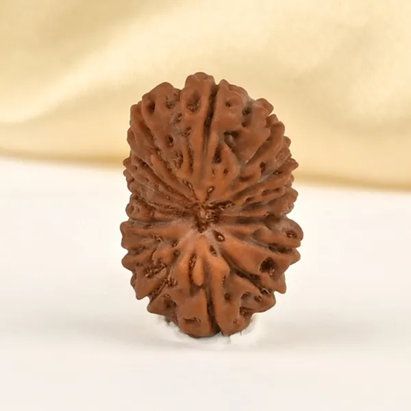 15_Mukhi_From_Java_Indonesia_Small_Cclxxxi