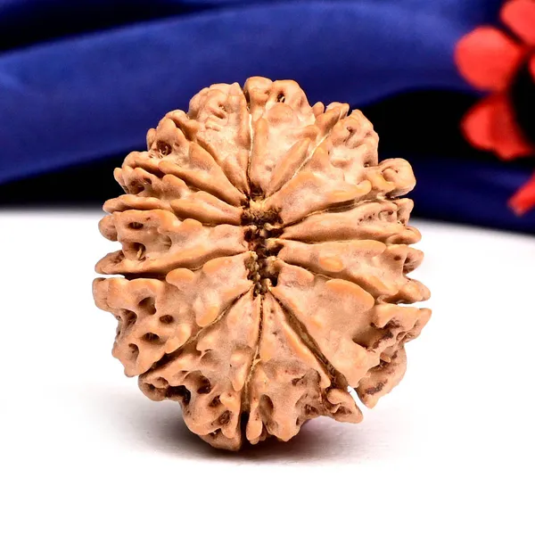 12_Mukhi_From_Nepal_Large_Cxxix