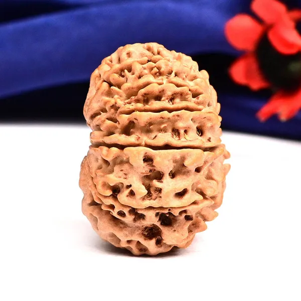 12_Mukhi_From_Nepal_Large_Cxxix