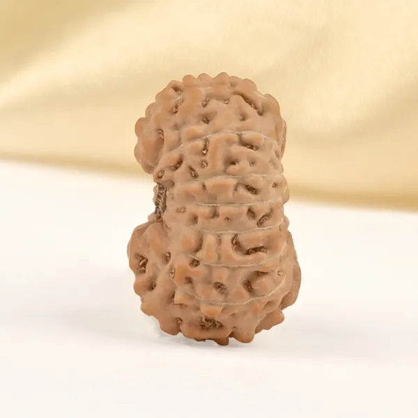 15_Mukhi_From_Java_Indonesia_Small_Cclxxx