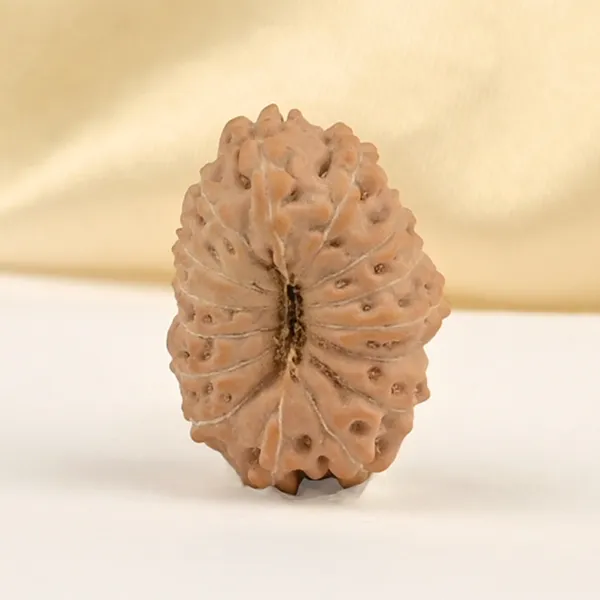 15_Mukhi_From_Java_Indonesia_Small_Cclxxx