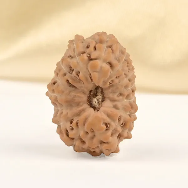 15_Mukhi_From_Java_Indonesia_Small_Cclxxx