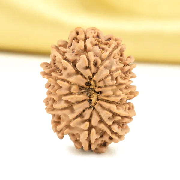 14_Mukhi_From_Nepal_Small_Cclx