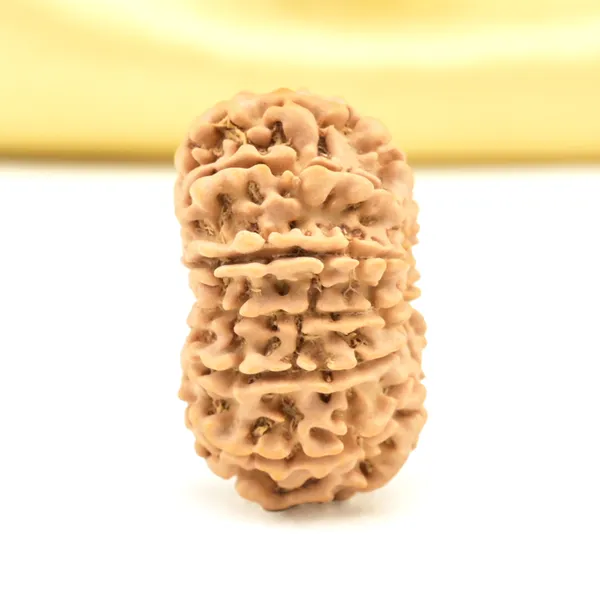14_Mukhi_From_Nepal_Small_Cclx