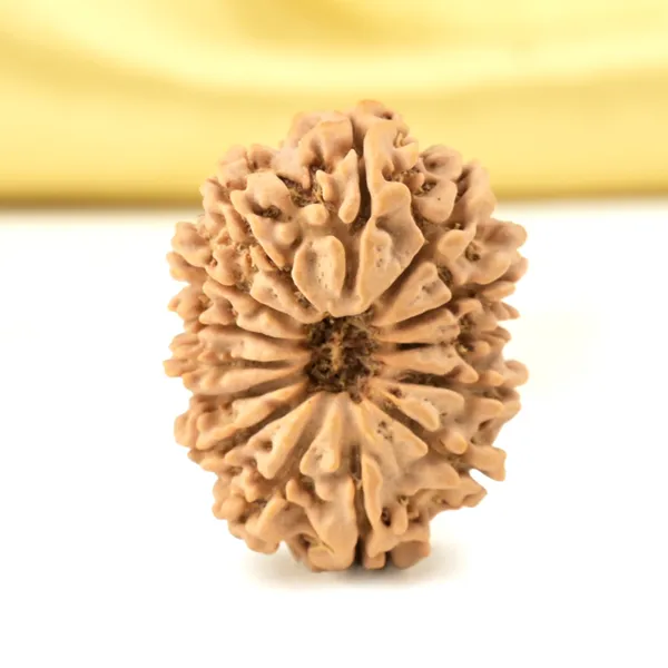 14_Mukhi_From_Nepal_Small_Cclx