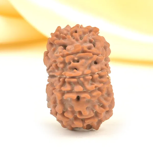 Techpandit_10_Mukhi_Rudraksha_Bead_Nepal