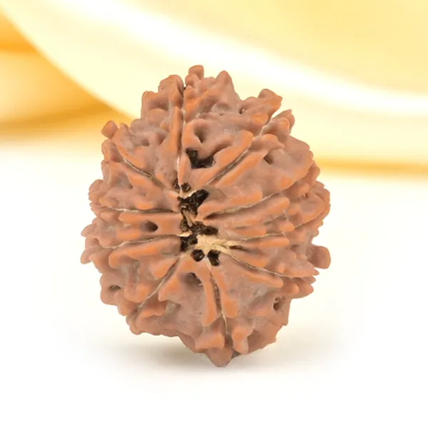 Techpandit_10_Mukhi_Rudraksha_Bead_Nepal