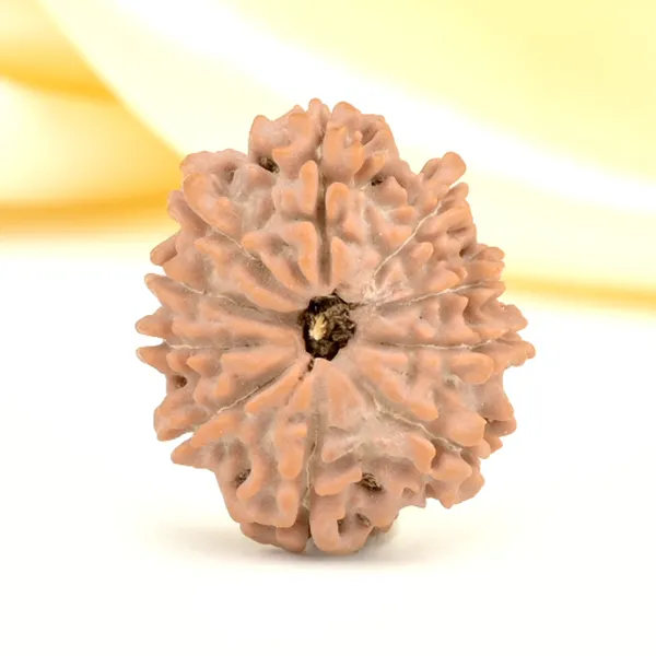 Techpandit_10_Mukhi_Rudraksha_Bead_Nepal