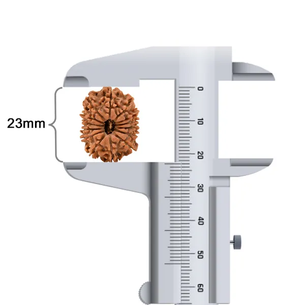 14_Mukhi_Rudraksha_Bead_Nepal_Tiny