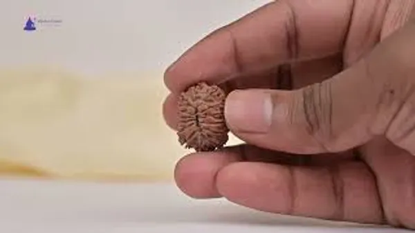 14_Mukhi_Rudraksha_Bead_Nepal_Tiny