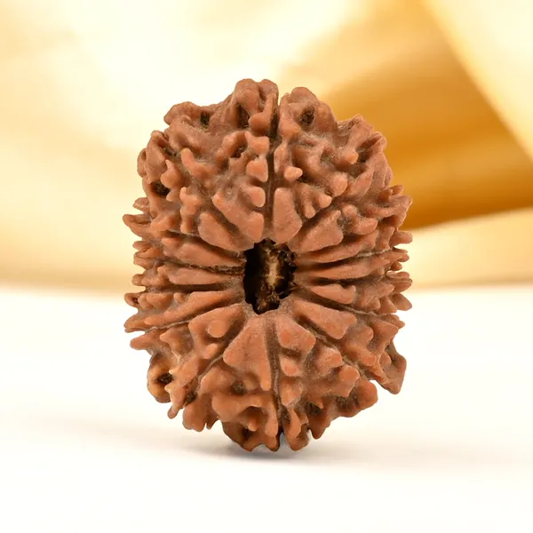 14_Mukhi_Rudraksha_Bead_Nepal_Tiny