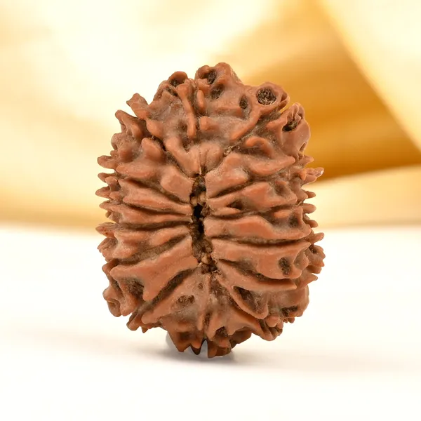 14_Mukhi_Rudraksha_Bead_Nepal_Tiny