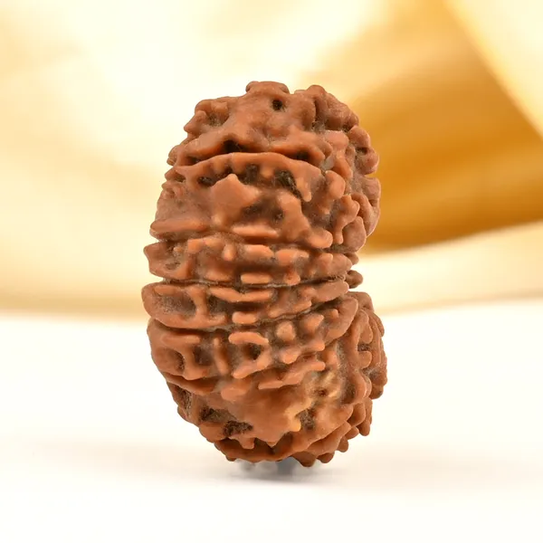 14_Mukhi_Rudraksha_Bead_Nepal_Tiny
