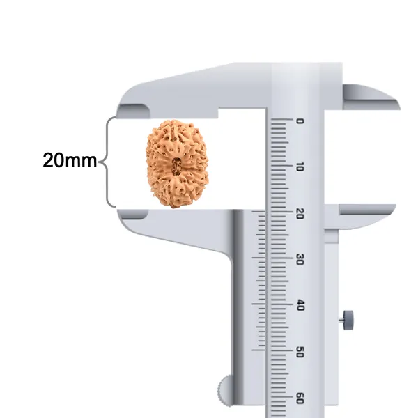 Techpandit_15_Mukhi_Java_Rudraksha_Bead_Large