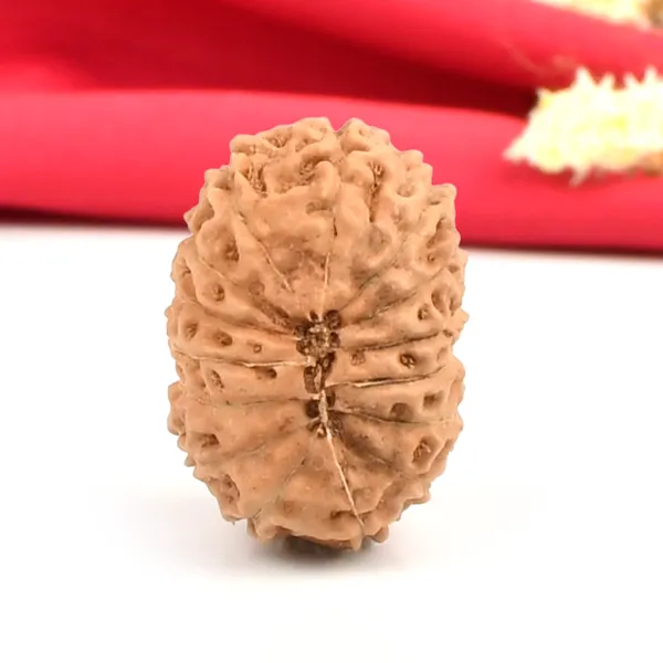 Techpandit_15_Mukhi_Java_Rudraksha_Bead_Large