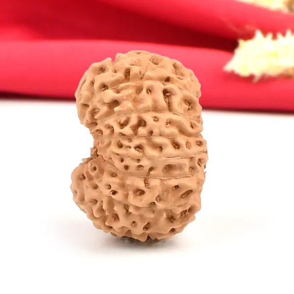 Techpandit_15_Mukhi_Java_Rudraksha_Bead_Large
