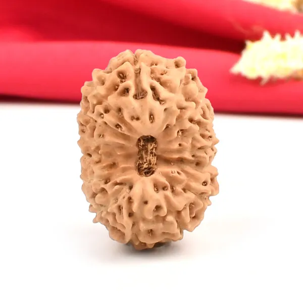 Techpandit_15_Mukhi_Java_Rudraksha_Bead_Large