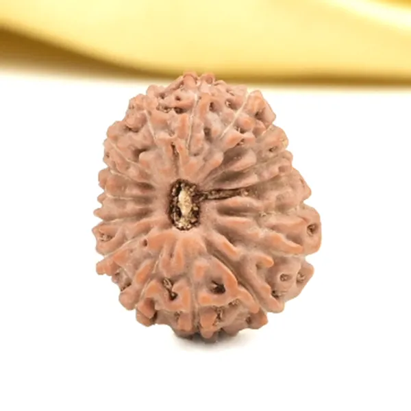 16_Mukhi_From_Java_Indonesia_Small_Clxii