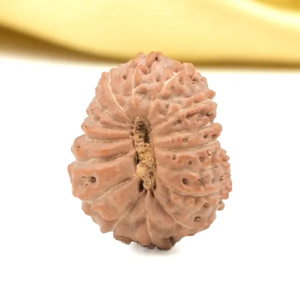 16_Mukhi_From_Java_Indonesia_Small_Clxii