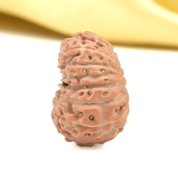 16_Mukhi_From_Java_Indonesia_Small_Clxii