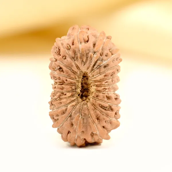 Techpandit_19_Mukhi_Java_Indonesia_Rudraksha_Bead