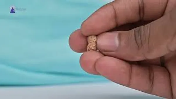 Techpandit_19_Mukhi_Java_Indonesia_Rudraksha_Bead