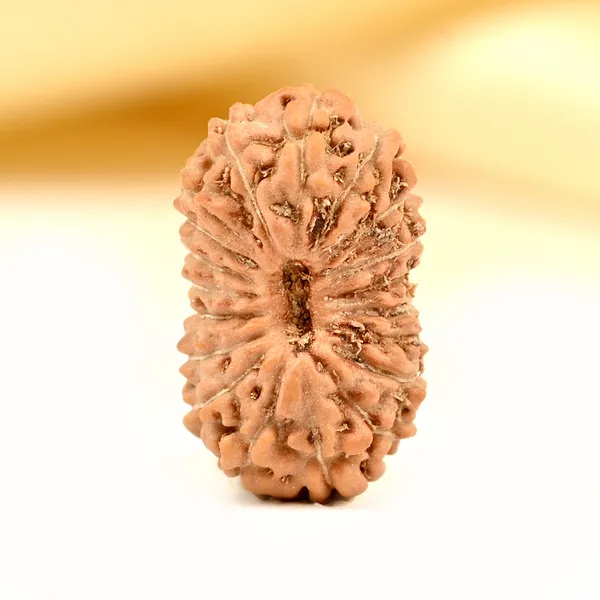 Techpandit_19_Mukhi_Java_Indonesia_Rudraksha_Bead