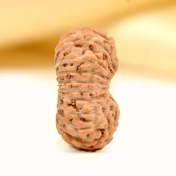 Techpandit_19_Mukhi_Java_Indonesia_Rudraksha_Bead
