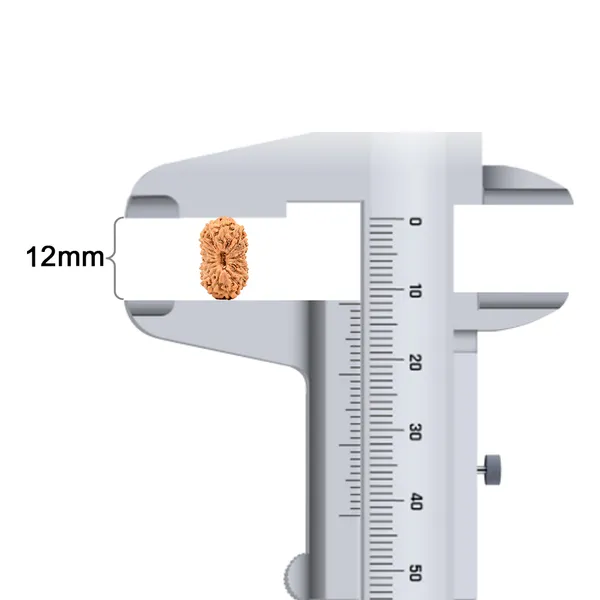 Techpandit_19_Mukhi_Java_Indonesia_Rudraksha_Bead